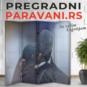 Paravan - Golubovi
